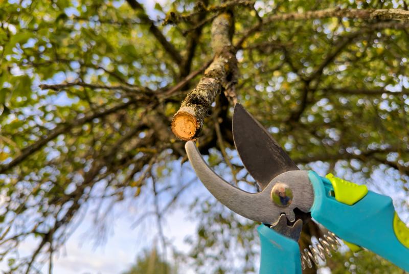 Quand et comment réaliser une taille de haie professionnelle ?