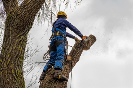 L'élagage d'arbres, techniques sécuritaires pour préserver votre patrimoine