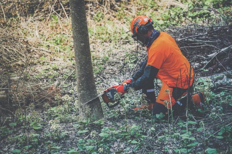 Abattage des arbres &agrave; Fontaine-la-Guyon : techniques et pr&eacute;cautions