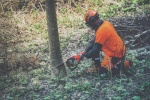 Abattage des arbres &agrave; Fontaine-la-Guyon : techniques et pr&eacute;cautions